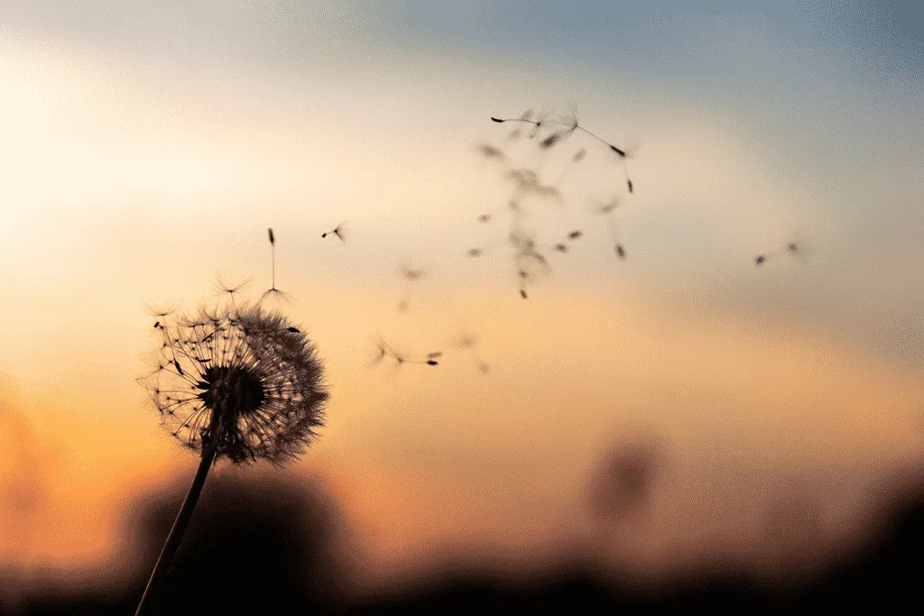 A dandelion releasing seeds into a warm ombré sunset sky